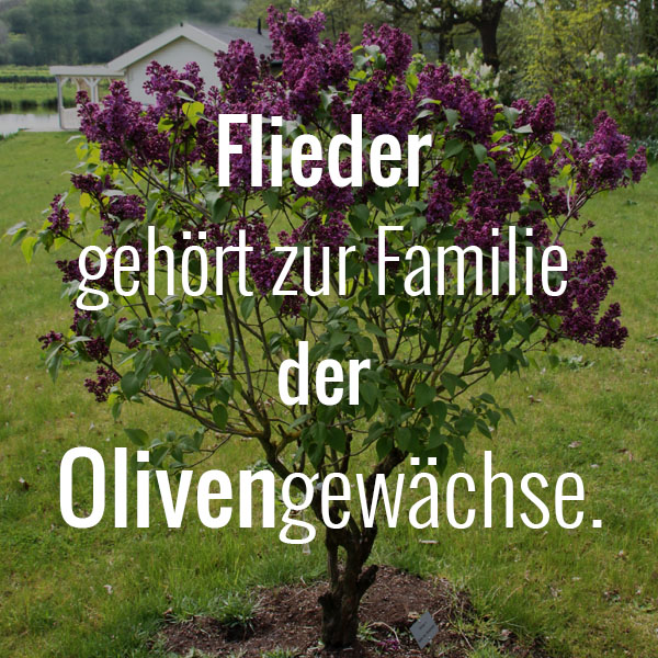Flieder gehört zur Familie der Olivengewächse.