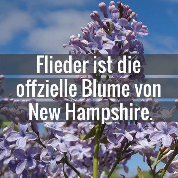Flieder ist die offizielle Blume von New Hampshire. Flieder: Wedgewood Blue