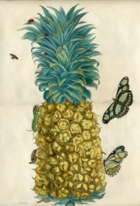 Merian: Ananas mit Schmetterlingen