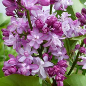 Syringa vulgaris 'Mme Antoine Buchner'