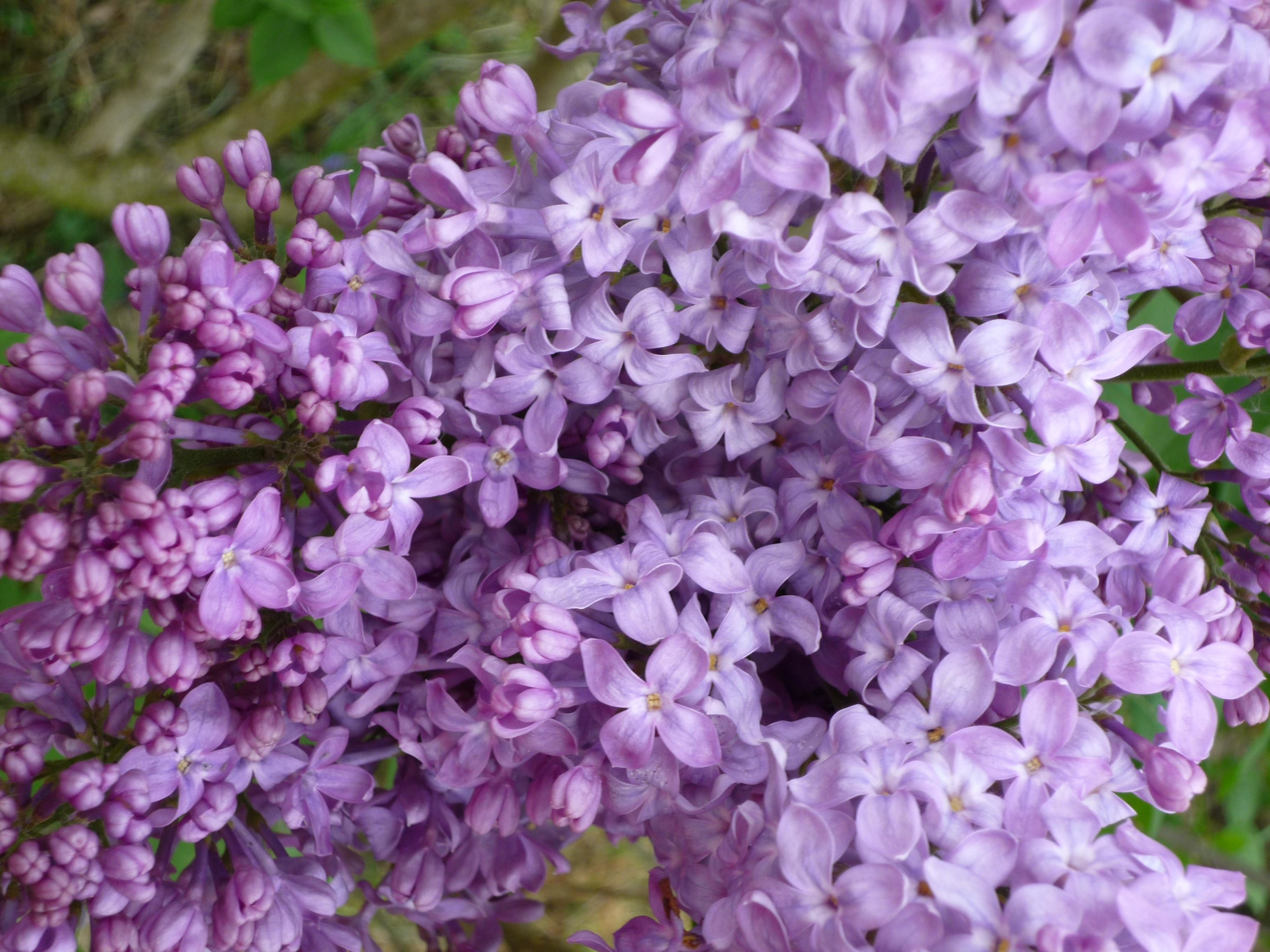 Syringa vulgaris "Lavender Lady"
