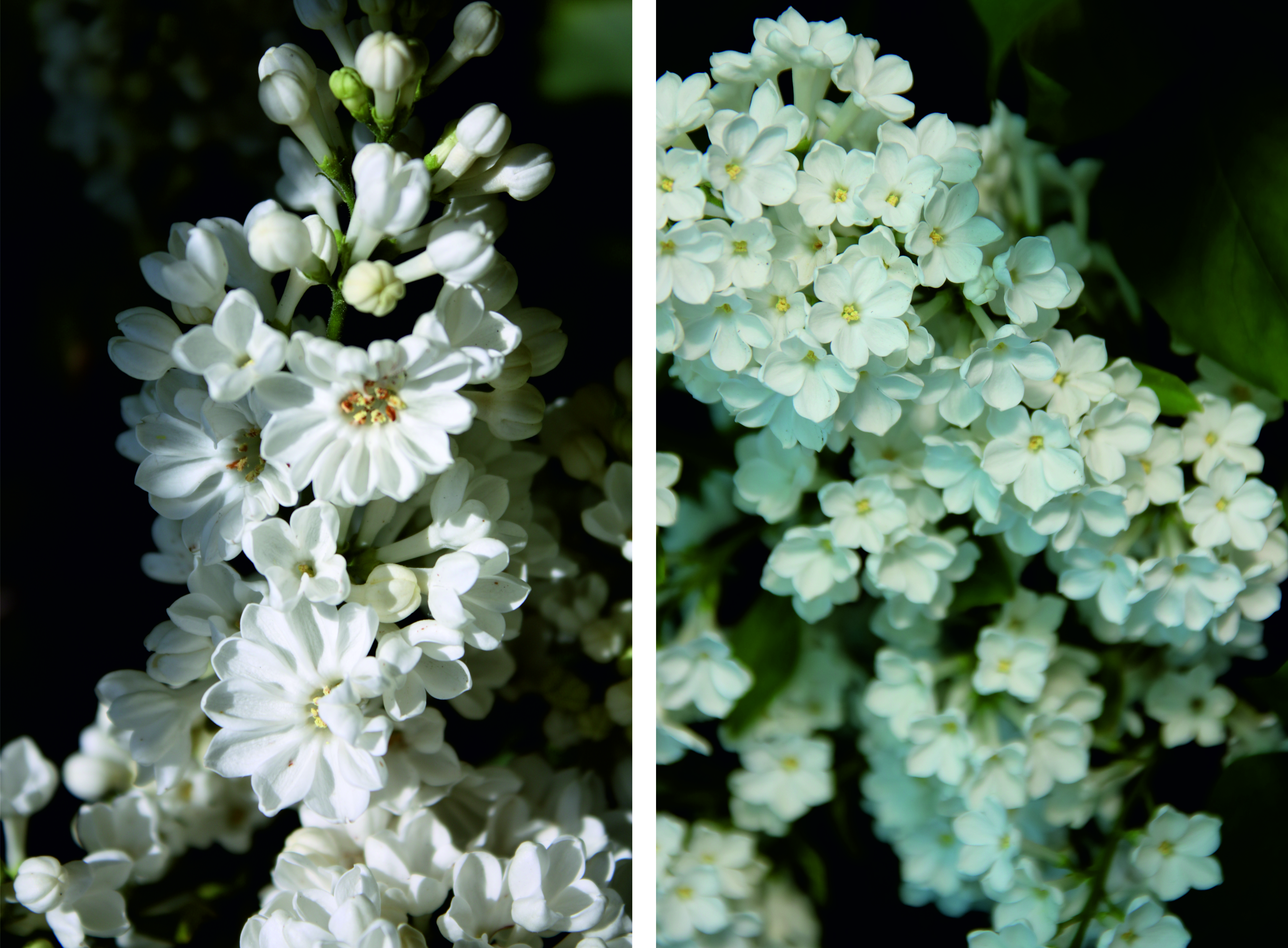 Syringa vulgaris "Rochester Blüten