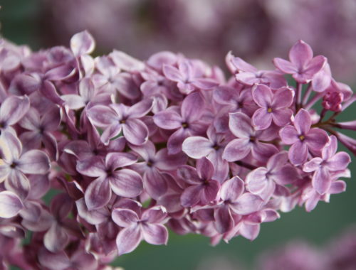 Syringa vulgaris "Erzherzog Johann" Cover