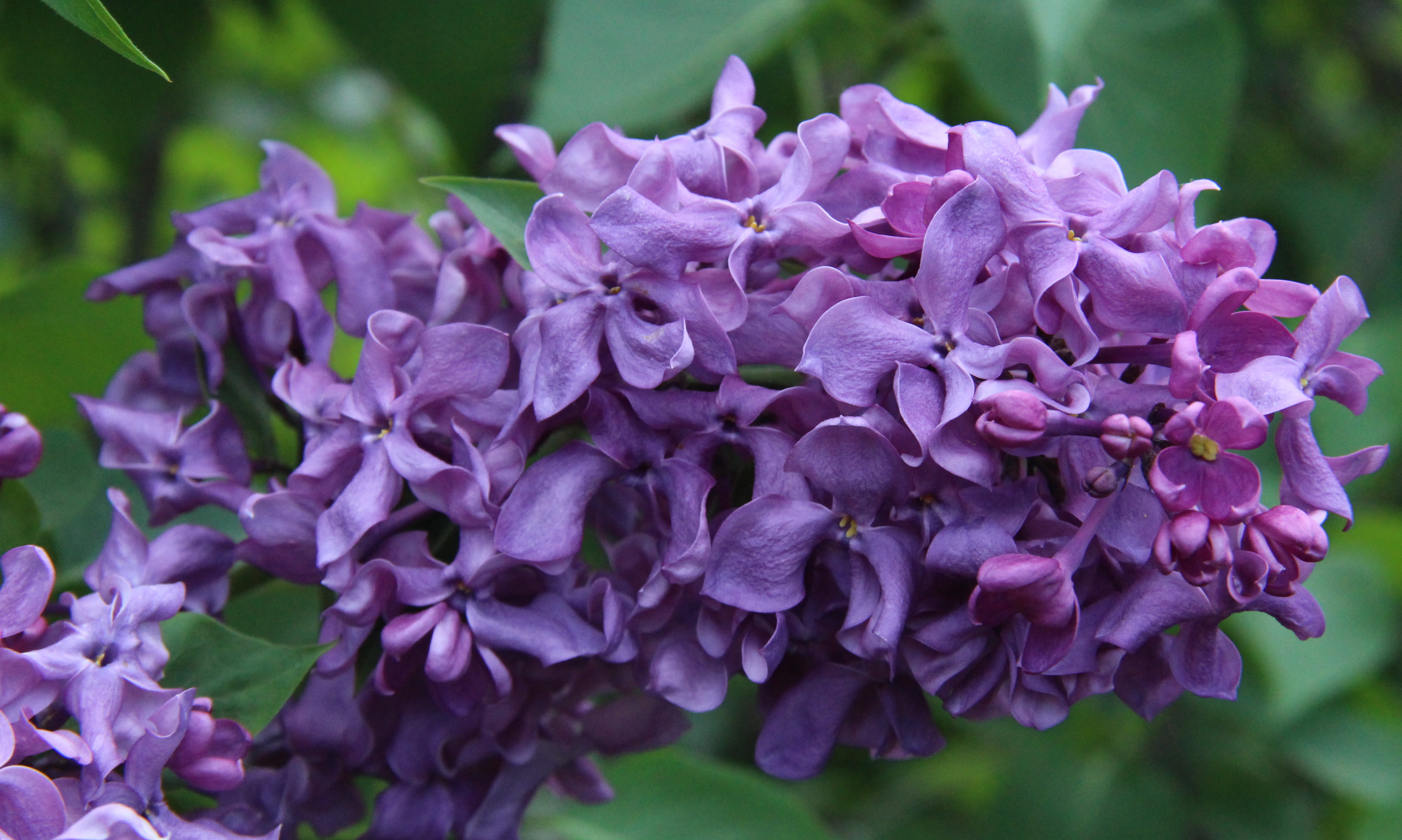 Syringa vulgaris "Yunost"