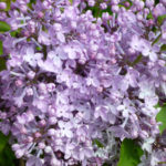 Syringa hyacinthiflora "Excel"